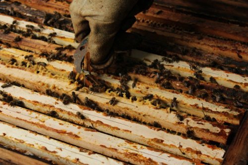 Včelnice a včely